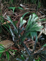Selaginella intermedia