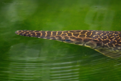 Spotted Gar, Oklahoma, US, photo 9 of 10