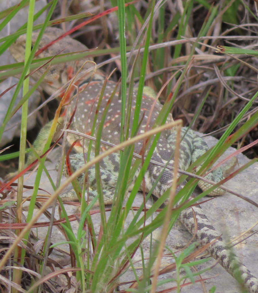 Eastern Collared Lizard from Burnet County, TX, USA on April 24, 2024 ...