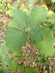 Physalis cinerascens