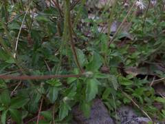 Anomala takasagoensis