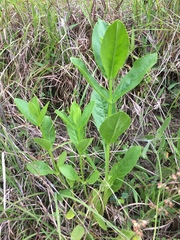 Physostegia digitalis