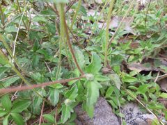 Anomala takasagoensis