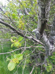 Rhamnus alpina