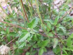 Anomala takasagoensis