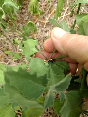 Physalis cinerascens