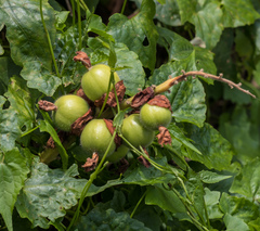 Alpinia hainanensis