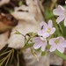Claytonia virginica - Photo (c) ggriffiths,  זכויות יוצרים חלקיות (CC BY-NC), uploaded by ggriffiths