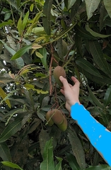 Mangifera indica image