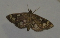 Anania coronata