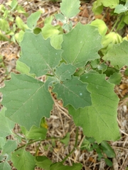 Physalis cinerascens
