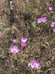 Clarkia cylindrica