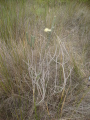 Phylica harveyi
