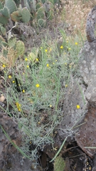 Eschscholzia ramosa