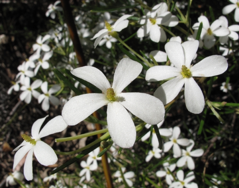 Ricinocarpos pinifolius