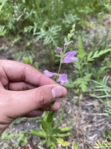 Physostegia intermedia, photograph 5