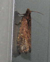 Cryptaspasma sordida
