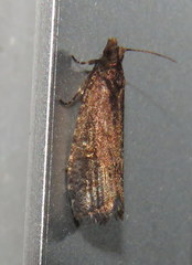 Cryptaspasma sordida