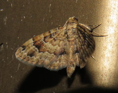 Gymnoscelis lophopus
