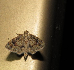 Gymnoscelis lophopus