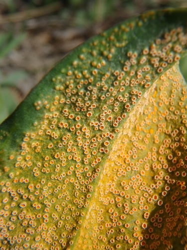 Puccinia hysterium