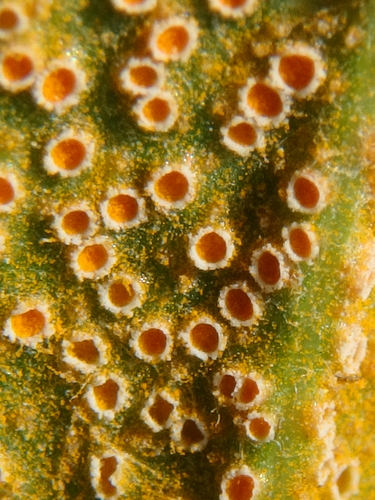 Puccinia hysterium