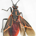 True Bugs, Hoppers, Aphids, and Allies - Photo (c) Don Loarie, some rights reserved (CC BY)