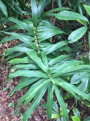 Dracaena angustifolia