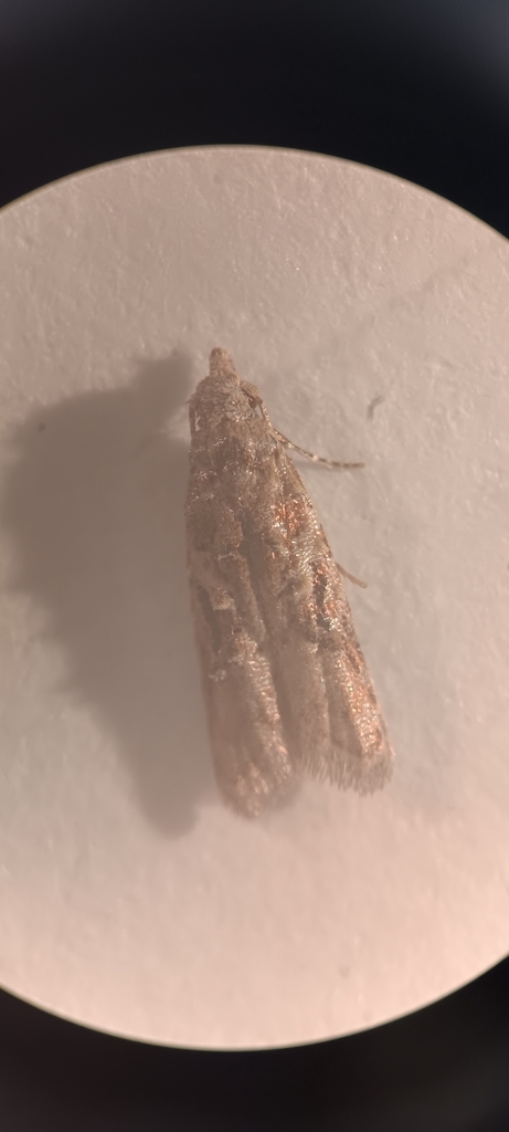 Carposina nigromaculata