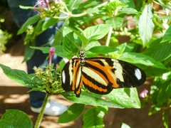 Heliconiini