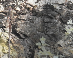 Chlorolestes tessellatus