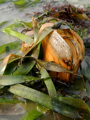 Pinnidae