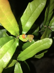 Harmonia axyridis