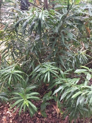 Dracaena angustifolia
