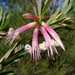 Styphelia triflora - Photo (c) John Tann, algunos derechos reservados (CC BY)