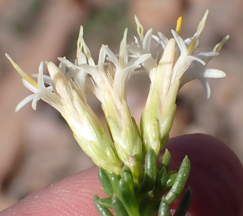 Needle Gumbush (Pteronia teretifolia)