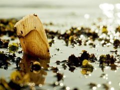 Pinnidae