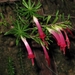Styphelia tubiflora - Photo (c) eyeweed, osa oikeuksista pidätetään (CC BY-NC-ND)