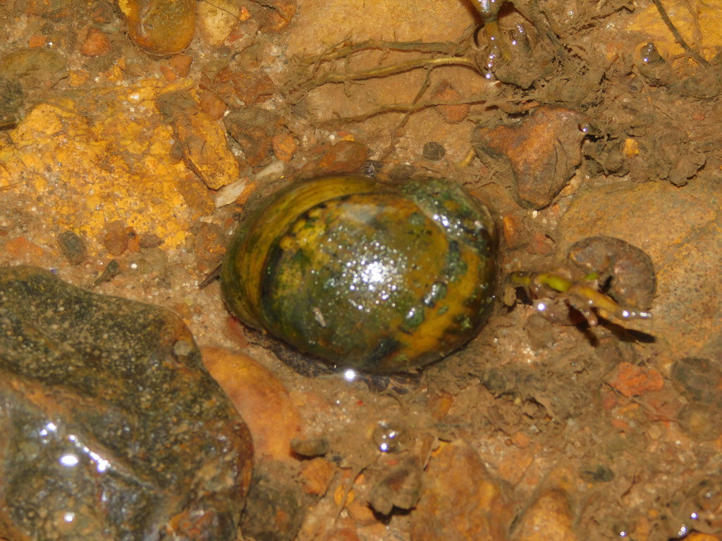 Felipponea neritiniformis