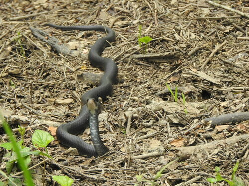 North American Racer photographed in Mississippi