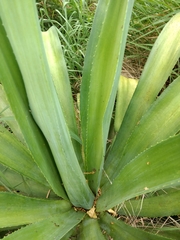 Agave