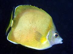 Japanese Butterflyfish photo 2