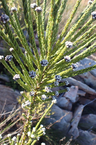 Image of White Hardleaf (Phylica alba) by (c) Nicola van Berkel, some rights reserved (CC BY-SA)