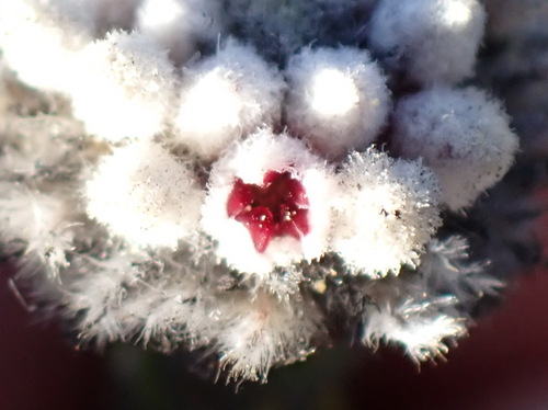 Image of Phylica alba by (c) Nicola van Berkel, some rights reserved (CC BY-SA)