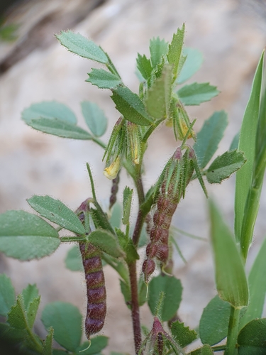 Image of Ononis ornithopodioides by (c) Mehdi Chetibi, some rights reserved (CC BY)