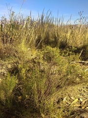 Baccharis boliviensis
