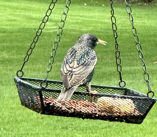 European Starling