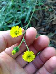 Deinandra corymbosa