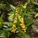 Tristania neriifolia - Photo (c) Rob Mann, algunos derechos reservados (CC BY-NC-SA)