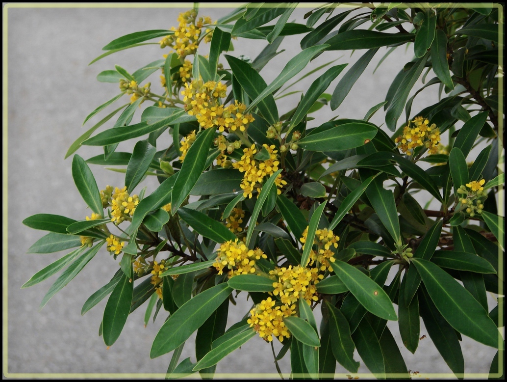 Tristaniopsis
